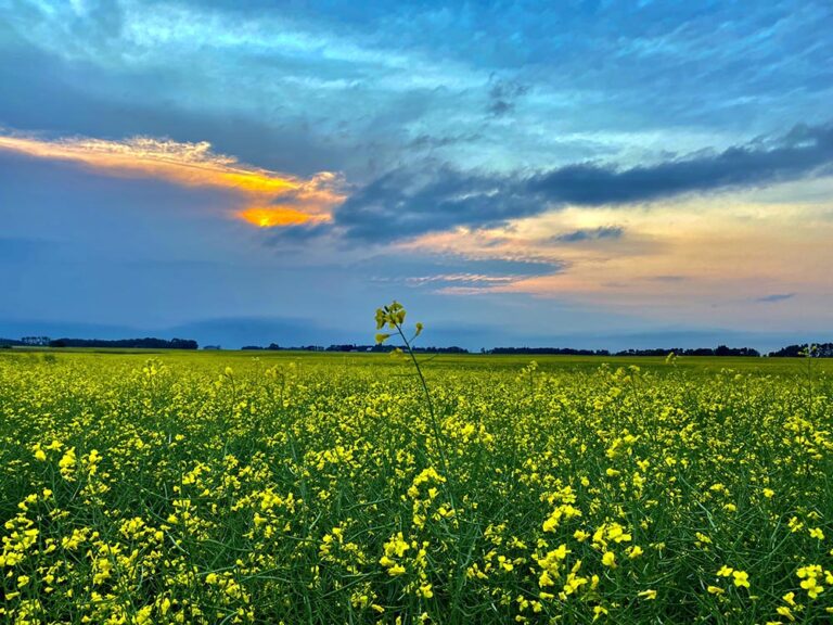 Canola Bliss print by Syed Adeel Hussain on PageMaster Publishing