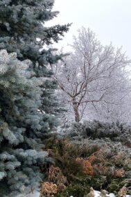 Winter Garden by Syed Adeel Hussain