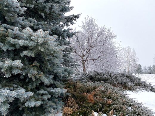 Winter Garden by Syed Adeel Hussain