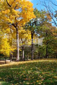 Autumn Carpet by Bruce Deacon on PageMaster Publishing