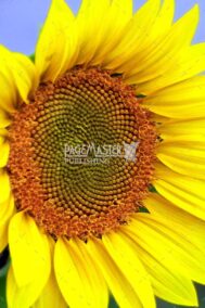 Helen's Sunflower by Bruce Deacon on PageMaster Publishing