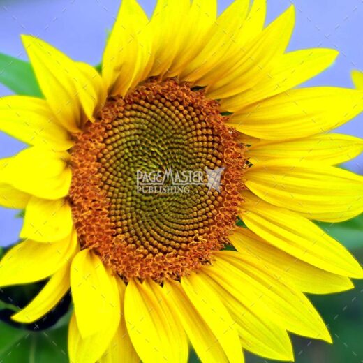 Helen's Sunflower by Bruce Deacon on PageMaster Publishing