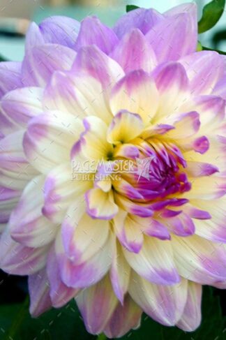 Sylvie's Dahlia by Bruce Deacon on PageMaster Publishing