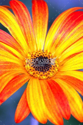 The Caviar Daisy by Bruce Deacon on PageMaster Publishing