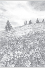 New Meadow by Patricia Polet