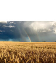 SAH_Rainbow-in-the-fields-FULL