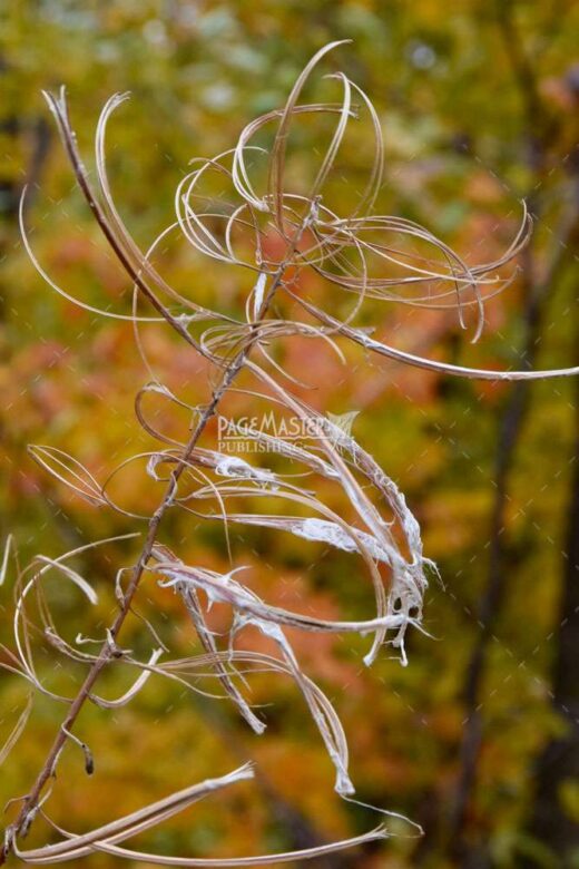 Autumn Quebec by Terry Wilton on PageMaster Publishing