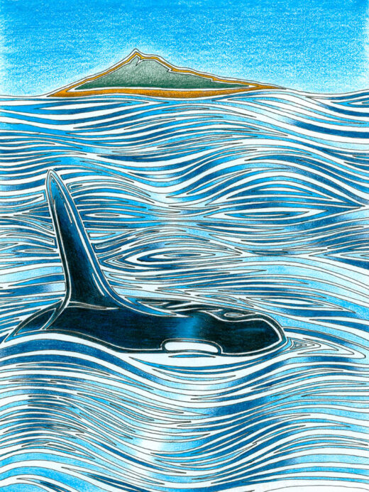 Orca by Robert Calhoun