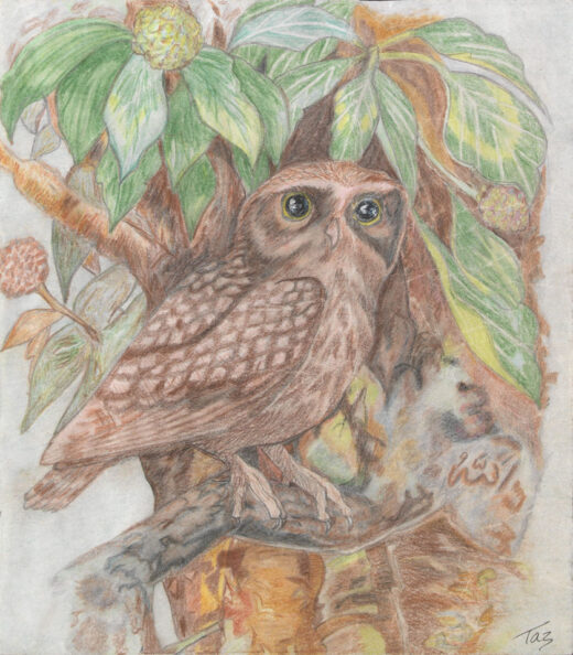 Owl print by Terri Whitaker on PageMaster Publishing