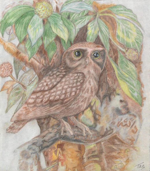 Owl print by Terri Whitaker on PageMaster Publishing