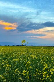 Canola Bliss by Syed Adeel Hussain