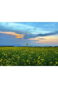 Canola Bliss by Syed Adeel Hussain