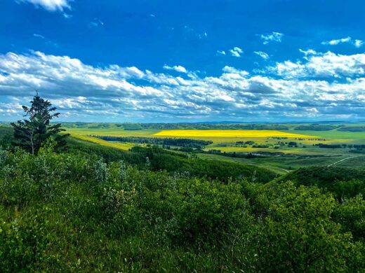 Canola Valley print by Syed Adeel Hussain on PageMaster Publishing