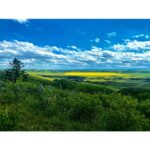 Canola Valley by Syed Adeel Hussain