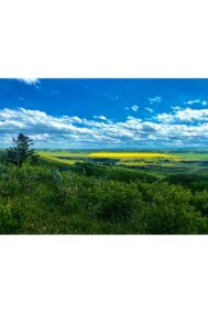 Canola Valley by Syed Adeel Hussain