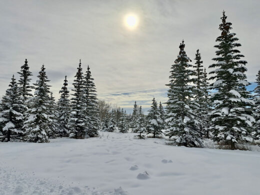 Frosty Forest print by Syed Adeel Hussain on PageMaster Publishing