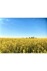 Sea of Yellow by Syed Adeel Hussain