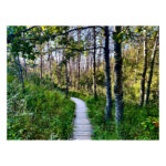 Secret Boardwalk - Image 2