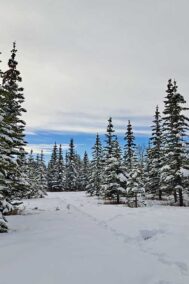 White Forest print by Syed Adeel Hussain on PageMaster Publishing