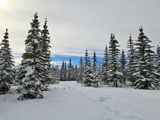 White Forest print by Syed Adeel Hussain on PageMaster Publishing