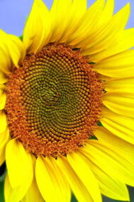 Helen's Sunflower by Bruce Deacon on PageMaster Publishing