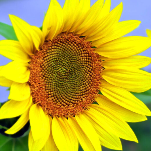 Helen's Sunflower by Bruce Deacon on PageMaster Publishing