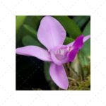 Lavendar Smooth by Bruce Deacon on PageMaster Publishing
