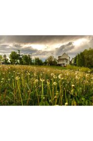 Beauty of Spring by Syed Adeel Hussain