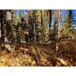 Best Part of Fall by Syed Adeel Hussain