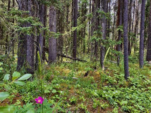 Forest Moss print by Syed Adeel Hussain on PageMaster Publishing