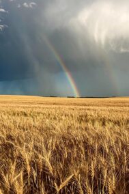 Rainbow in the Fields by Syed Adeel Hussain