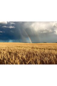 Rainbow in the Fields by Syed Adeel Hussain