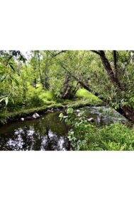 Summer Creek by Syed Adeel Hussain