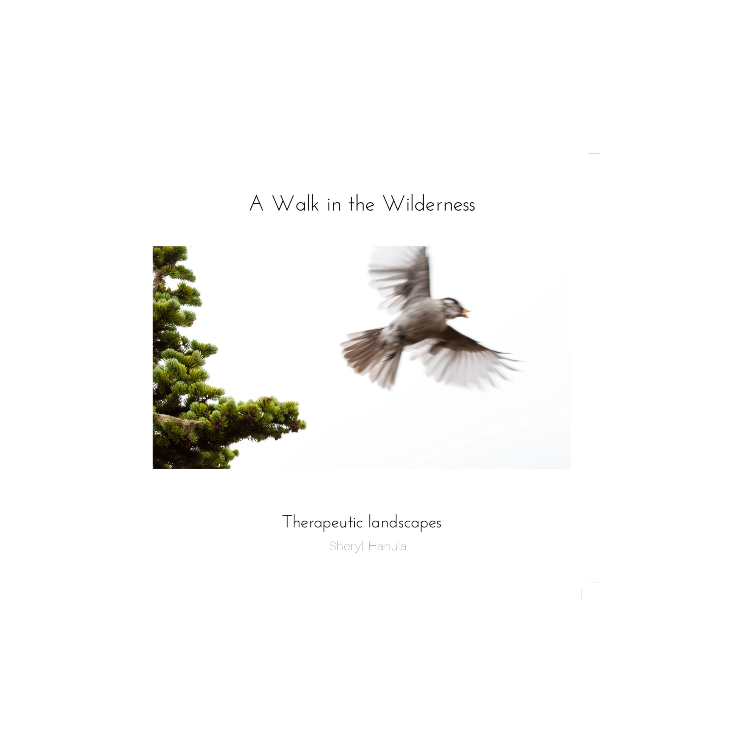 Front Full Web Cover of A Walk in the Wilderness by Sheryl Hanula
