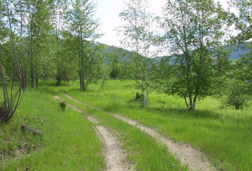 Spring Road ~ Postcard