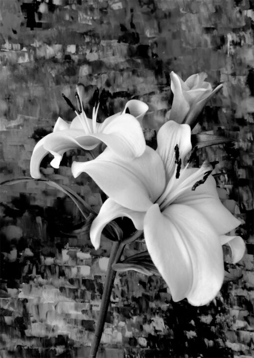 Lily ~ Art Cards by Stephanie Walsh